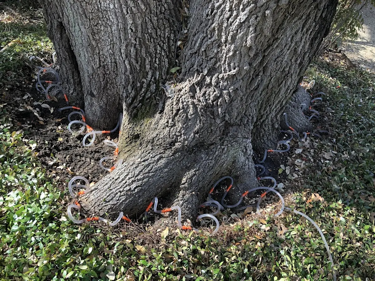 Detailed Tree Cabling and Bracing job site in Chester